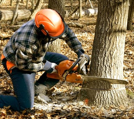 Tree Removal in Churchs Ferry, ND